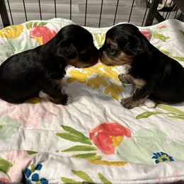Shih Tzus, Shorkies, and Yorkshire Terriers from Empire Yorkies