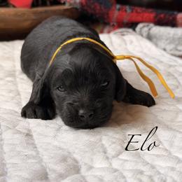 Elo - Black male Cockapoo puppy in Alexandria, Alabama from Bright and Beautiful Cockapoos and Doodles