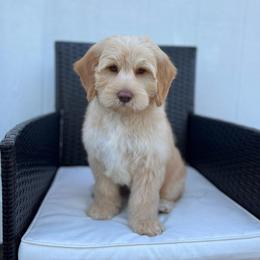 Wave - Caramel male Australian Labradoodle puppy in Belding, Michigan from Rutu Australian Labradoodles