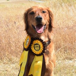 Shelby - Golden Retriever