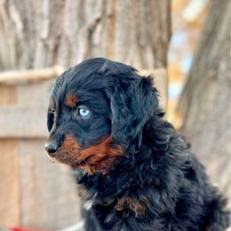 Hunter - Black phantom male Assorted Doodle Crosses puppy in Randolph, Utah from Dry Canyon Pups