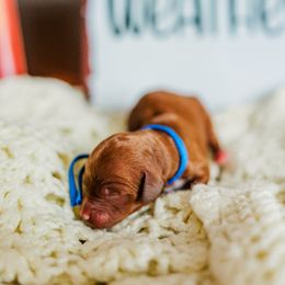 Mitten - Apricot male Goldendoodle puppy in Ludington, Michigan from WestShoreDoodles