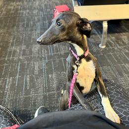 Italian Greyhound Puppies from WAHLTOWAHLIGGYS