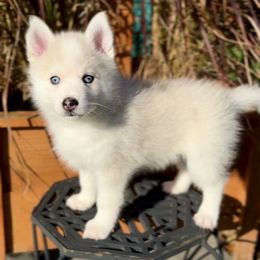 Fox - Merle male Pomsky puppy in Michigan from Blue Water Pomskies
