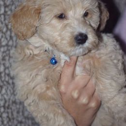 Virgo - Aussiedoodle puppy in Stockton, California from Family Doodles
