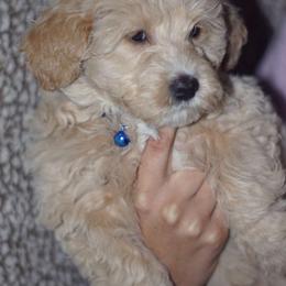 Virgo - Aussiedoodle puppy in Stockton, California from Family Doodles