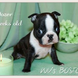 Boy 4-Dozer - Black and white male Boston Terrier puppy in North Central, Vermont from Windy Valley’s Bostons