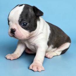 AKC Velcro - Brindle and white male Boston Terrier puppy in Galena, Kansas from RottNBostons