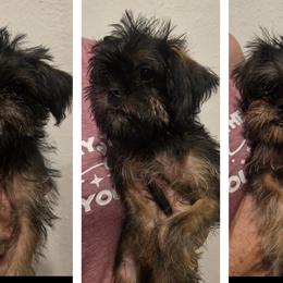 Brussels Griffon puppies from Griffs & Giggles Ranch - The Cortez Family