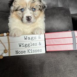 Stetson - Blue merle and white male American Corgi puppy in Stuart, Iowa from Johnson Family Paws