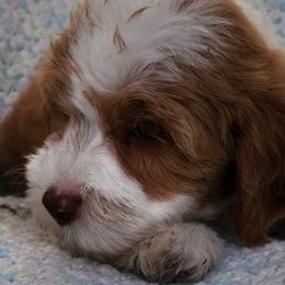 Sassy - Red female Australian Labradoodle puppy in Ocala, Florida from Vinton Valley Australian Labradoodles