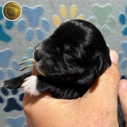 Zellie - Black female Miniature Schnauzer puppy in Frankford, Delaware from Miniature Schnauzers of Delmarva