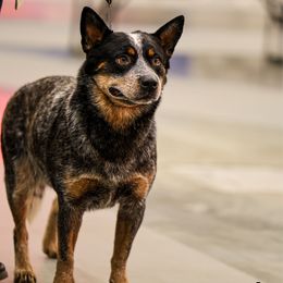 Hootie - Australian Cattle Dog