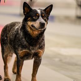 Hootie - Australian Cattle Dog
