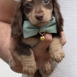 Dachshund Puppies from Lone River Dachshunds