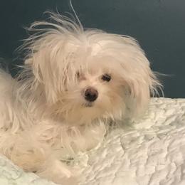 "6 months old. a planned upcoming stud" Maltese and Shih Tzu Puppies from Pamspups