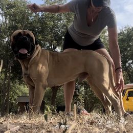 Donnie T - Bullmastiff