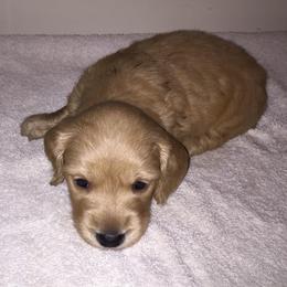 Cream girl 2 - Cream female Dachshund puppy in Early, Texas from The Jewelry Dox