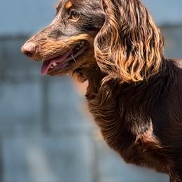 Vendetta - Dachshund