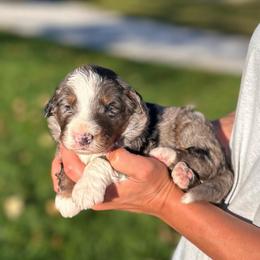 Walter - Blue merle male Bernedoodle puppy in Sugarcreek, Ohio from Cuddly Companion Doodles