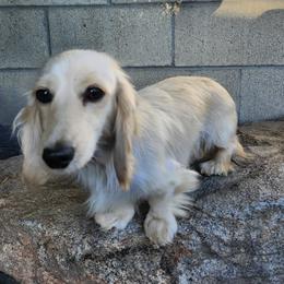 Coco - Dachshund
