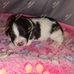 Oak - Parti male Miniature Schnauzer puppy in Crestview, Florida from Dees Schnauzers