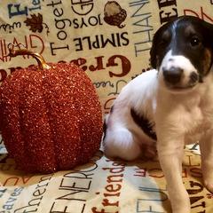 Borzoi and Silken Windhound Puppies from Envious Borzoi & Silken Windhounds