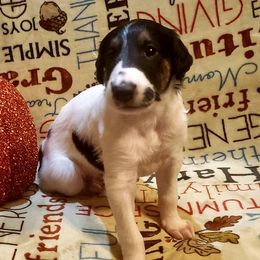 Borzoi and Silken Windhound Puppies from Envious Borzoi & Silken Windhounds