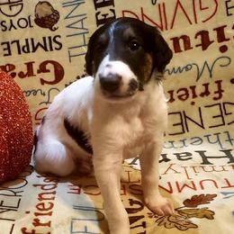 Borzoi and Silken Windhound Puppies from Envious Borzoi & Silken Windhounds