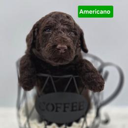 Americano - Chocolate male Goldendoodle puppy in Summerville, South Carolina from Channys Doodles