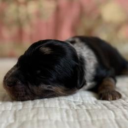 Amelia Badelia - Merle female Cavapoo puppy in Beckley, West Virginia from By Design Doodles