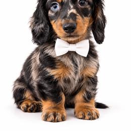 Link - Dapple male Dachshund puppy in Illinois from William Rotsaert