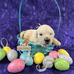 5th pick - Light golden female Golden Retriever puppy in Monroe, Tennessee from Dale Hollow Goldens