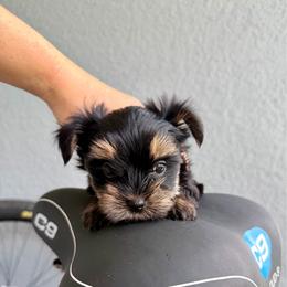 Kinito - Blue and gold male Yorkshire Terrier puppy in Cape Coral, Florida from Katherine’s Yorkies and Poodles