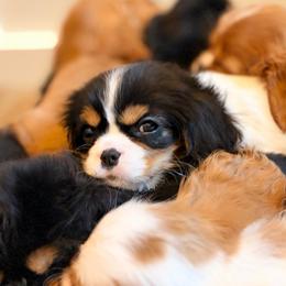 Miley - Tri-color female Cavalier King Charles Spaniel puppy in West River, Maryland from CK Cavaliers LLC