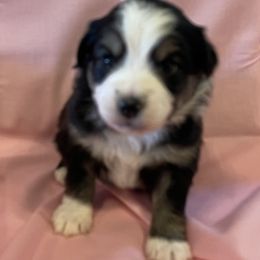 Miniature Australian Shepherds from Bill's Miniature Australian Shepherds