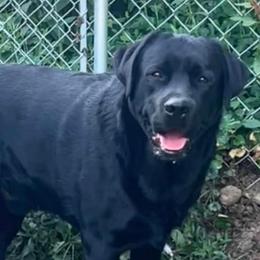 Toby - Black male Labrador Retriever puppy in Harlan, Kentucky from Kamalot Kennels