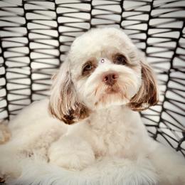 Bailey - Cockapoo
