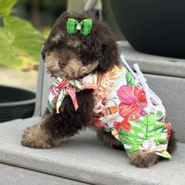 Pollyanna - Poodle