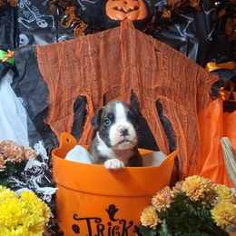 Boy 2 - Brindle male Boxer puppy in Pikeville, Kentucky from Boxers of Whispered Wishes