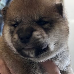 Boy 2 - Red male Shiba Inu puppy in Nampa, Idaho from Hillsdale Shiba Inu
