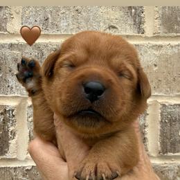 Brown collar - Yellow female Labrador Retriever puppy in Clinton, Tennessee from Summer Rose