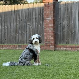 Bernedoodle, Goldendoodle, and Newfypoo All Grown Up from Curly Q’s Of Carlyss
