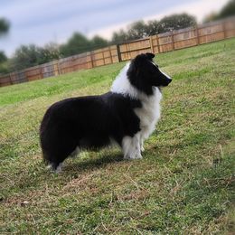 Secret - Shetland Sheepdog