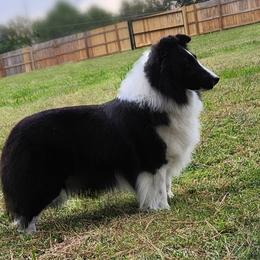 Secret - Shetland Sheepdog