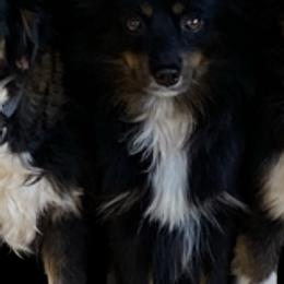 Aussiedoodles, Miniature Australian Shepherds, and Toy Australian Shepherds from Brandilyn's Aussies