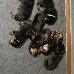 Rottweiler Puppies from Khaotic Rottweilers