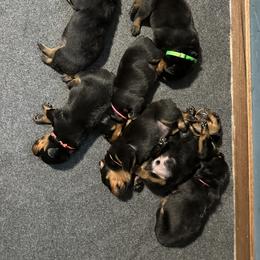 Rottweiler Puppies from Khaotic Rottweilers
