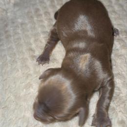 Daisy - Chocolate and tan female Dachshund puppy in Connersville, Indiana from MoonShine Babies