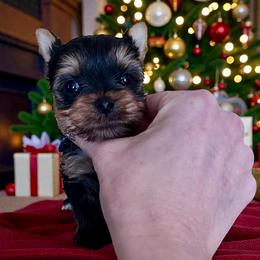 Peach - Blue and gold female Yorkshire Terrier puppy in Kendallville, Indiana from Yorkies Kisses